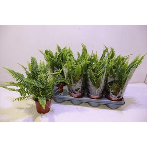 arr8 Nephr Ex Green Lady