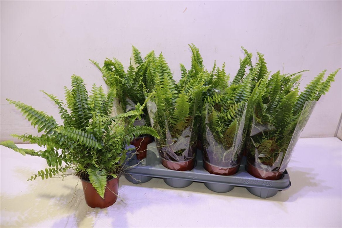 <h4>arr8 Nephr Ex Green Lady</h4>