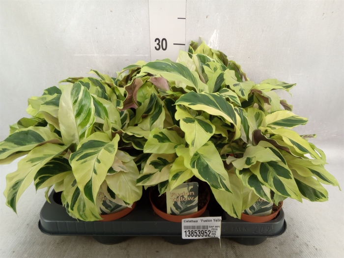 Calathea  'Fusion Yellow'