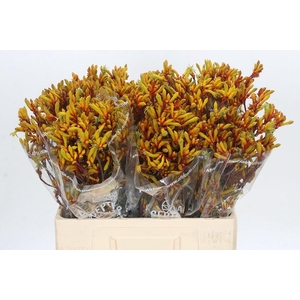 Anigozanthos Gold Fever