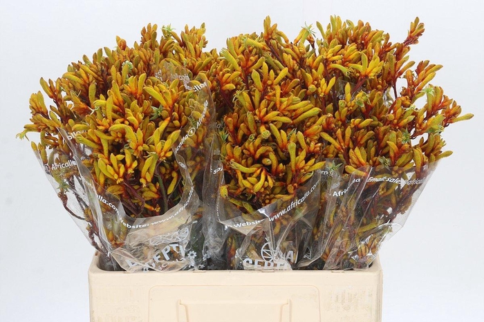 <h4>Anigozanthos Gold Fever</h4>