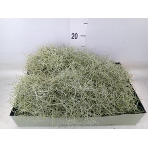 Tillandsia usneoides