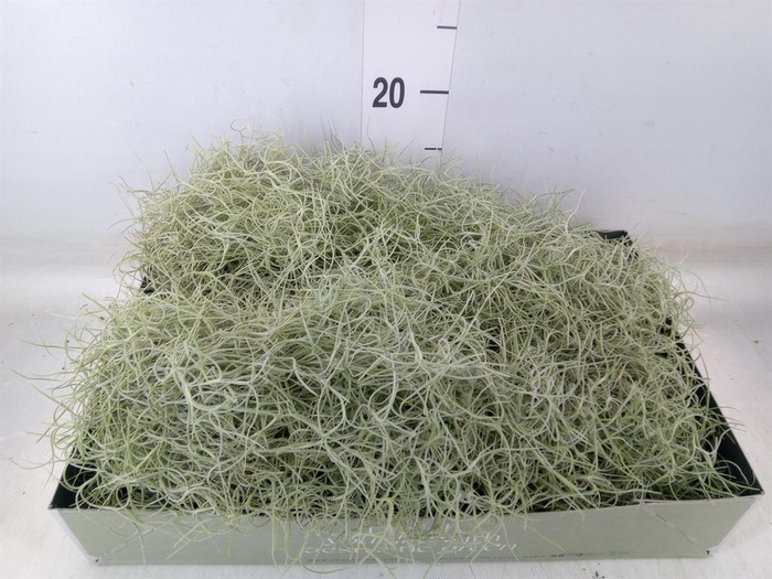 <h4>Tillandsia usneoides</h4>