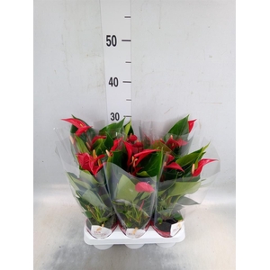 Anthurium  'Banderola Roja'