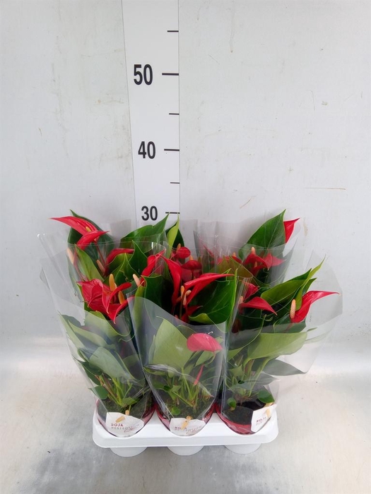 <h4>Anthurium  'Banderola Roja'</h4>