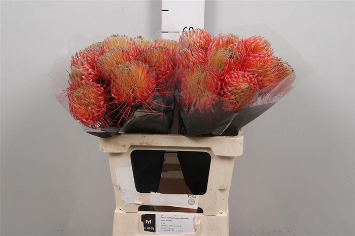 <h4>Leuco Co Ov Orange</h4>