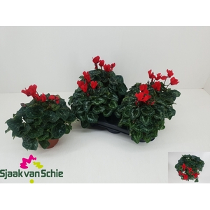 CYCL MD SUP ELEGANTE