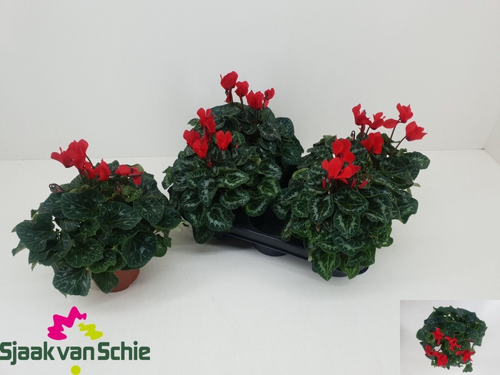 <h4>CYCL MD SUP ELEGANTE</h4>