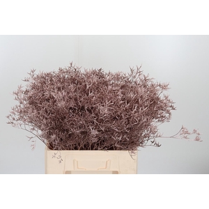 Limonium Kl Bh Champagne