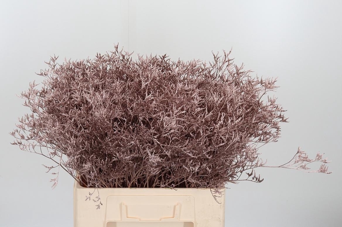 <h4>Limonium Kl Bh Champagne</h4>