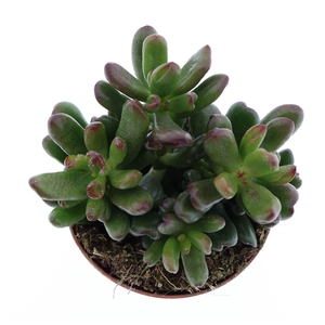 Crassula   ...
