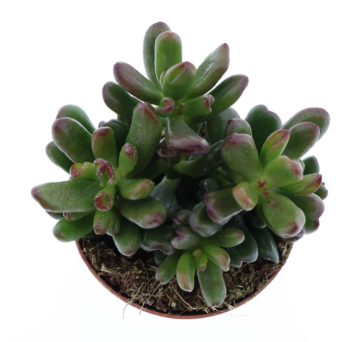 <h4>Crassula   ...</h4>