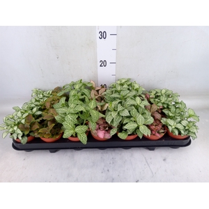 Fittonia   ...mix 7