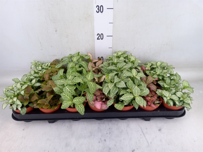<h4>Fittonia   ...mix 7</h4>