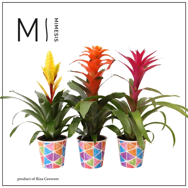 <h4>Mimesis Bromelia Cupcake - 12cm in Burano papercup</h4>