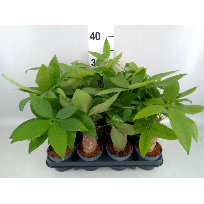<h4>Pachira aquatica</h4>