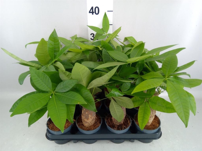 <h4>Pachira aquatica</h4>
