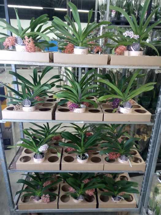 <h4>Rhynchostylis gig. 'Aromatiq Evoke'</h4>