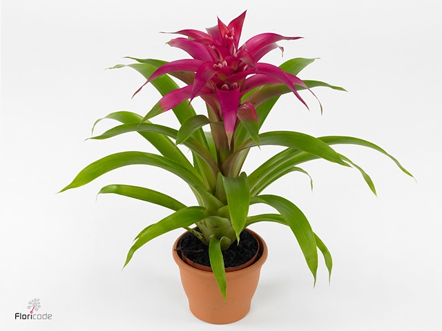 Guzmania Deseo Pink