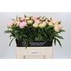 Paeo L Pink Giant