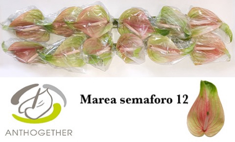 <h4>ANTH A MAREA SEMAFORO 12</h4>