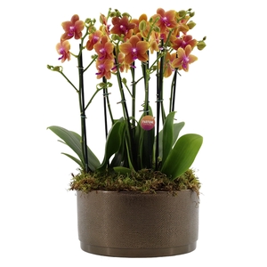 Flower Symphony | 3 x 2 tak Bolgheri in Sarah Bowl