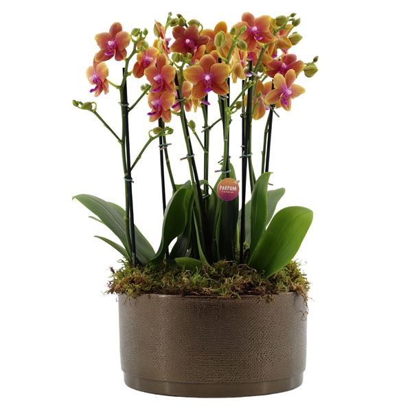 <h4>Flower Symphony | 3 x 2 tak Bolgheri in Sarah Bowl</h4>
