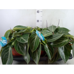 Peperomia
