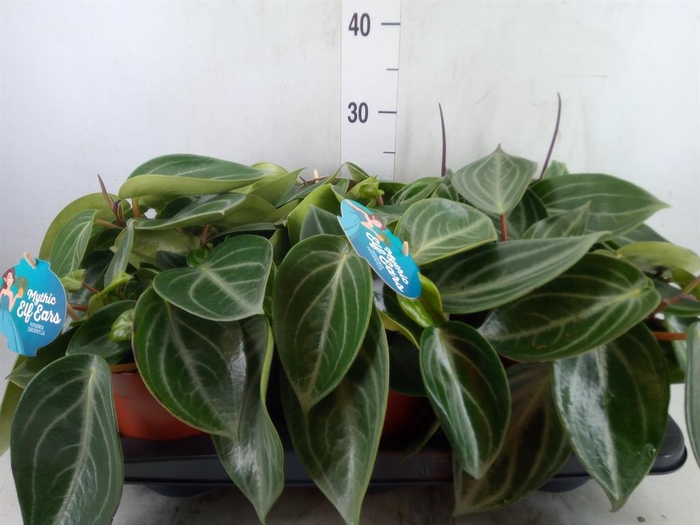 <h4>Peperomia</h4>