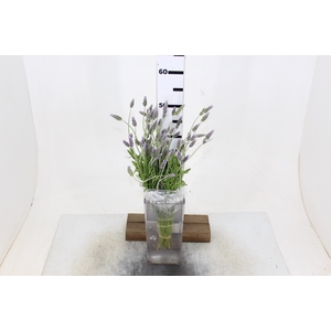 LAVANDULA CORTE 050 CM