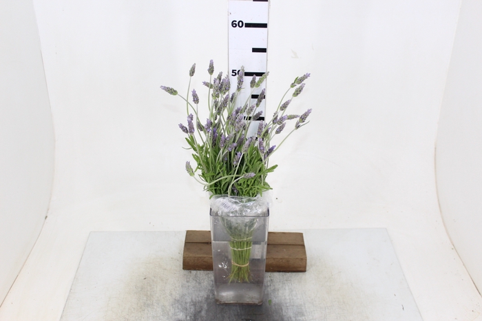 LAVANDULA CORTE 050 CM