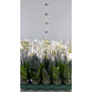 Phalaenopsis multi.   ...white