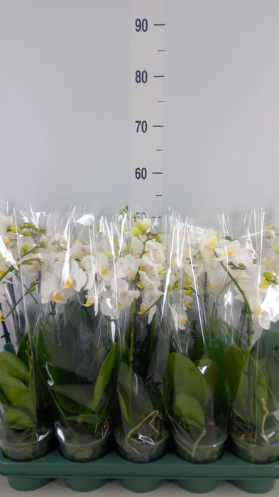 <h4>Phalaenopsis multi.   ...white</h4>
