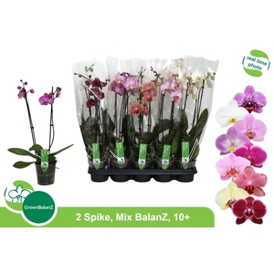 PHAL GEM