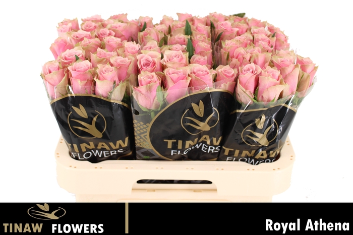 <h4>R GR ATHENA ROYALE</h4>