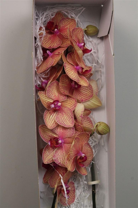 <h4>Phal Golden Treasure</h4>