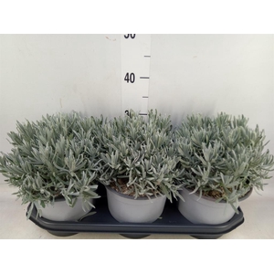 Lavandula angus.