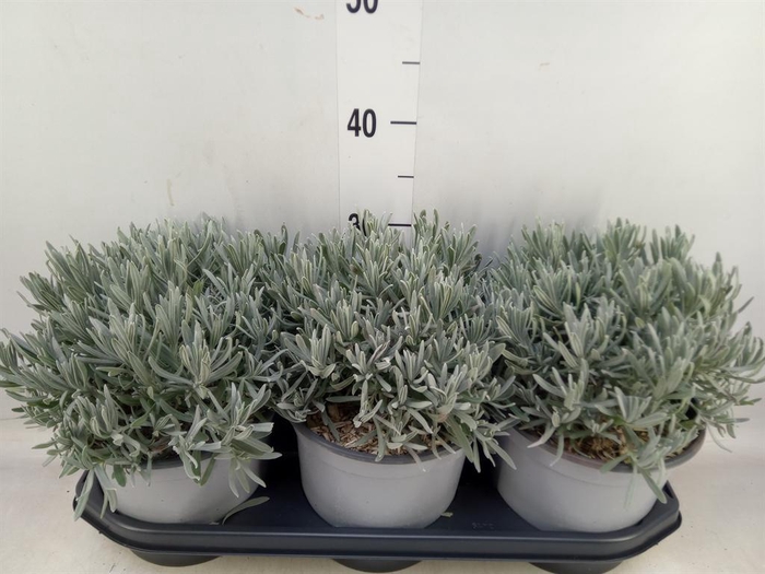 <h4>Lavandula angus.</h4>