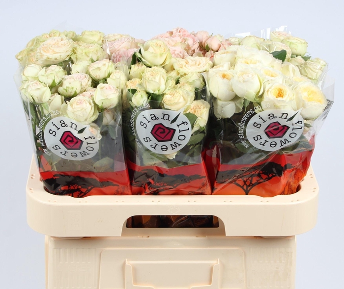 <h4>R TR GEM IN FUST</h4>