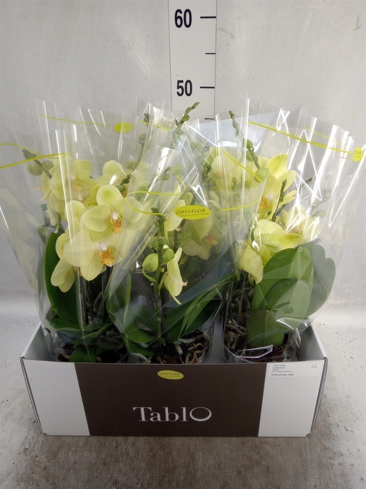 <h4>Phalaenopsis   ...yellow</h4>