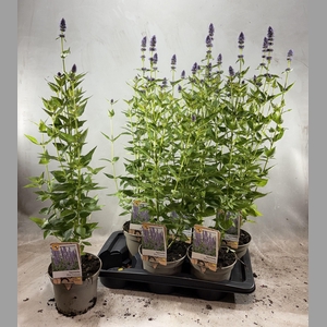 AGAS BLUE FORTUNE
