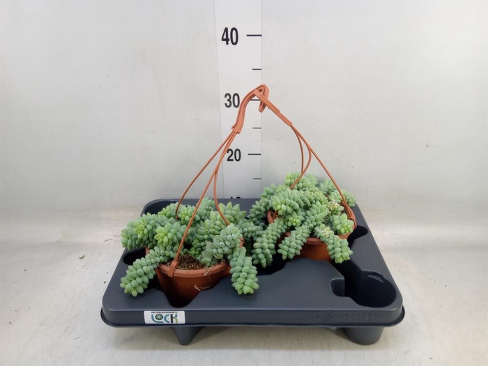 <h4>Sedum burrito</h4>