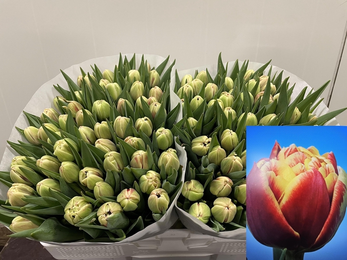 <h4>Tu Du Marax Pride</h4>