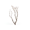 Syringa Branch Extra Guilmant