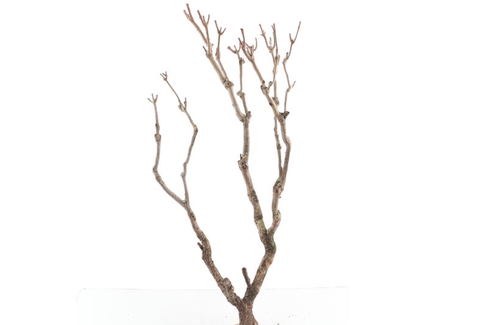 Syringa Branch Extra Guilmant