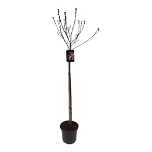 Prunus xcistena 120ST