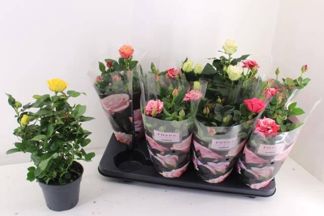 <h4>RO PATHIT GEM 5 SRT</h4>