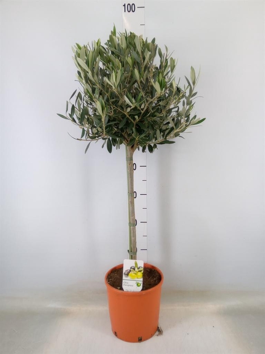 <h4>Olea europaea</h4>