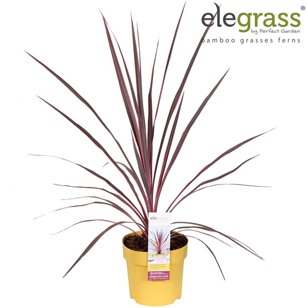 <h4>Cordyline australis 'Charlie Boy' P14</h4>
