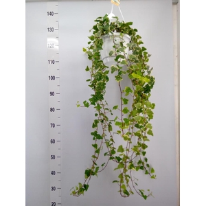 Hedera helix 'White Wonder'